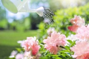 Watering on flowers